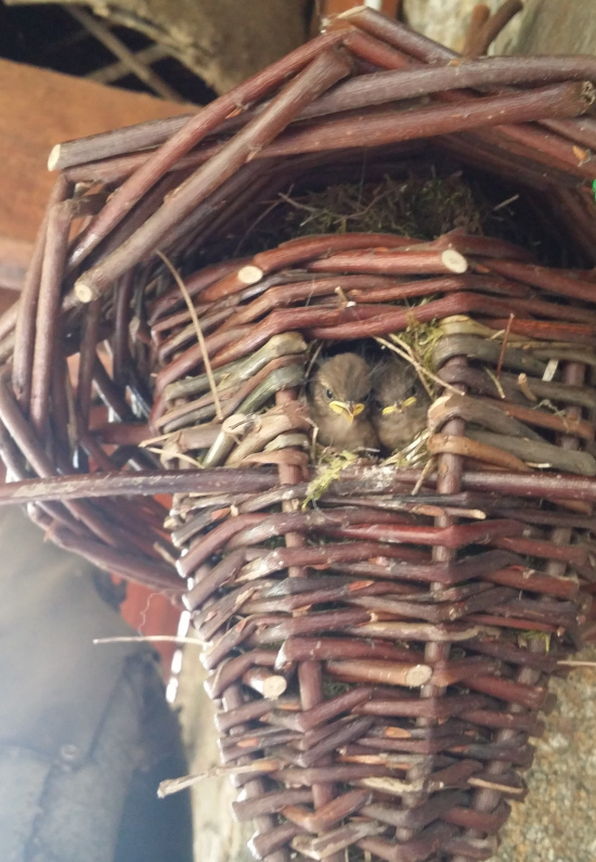 Nid pour Petits Oiseaux Exotiques en Osier Tressé Garni de Fibre